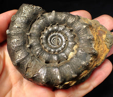 Load image into Gallery viewer, Huge spiny pyrite Eteoderoceras (Eoderoceras) ammonite fossil (91 mm)
