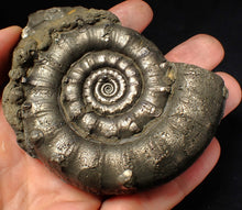 Load image into Gallery viewer, Huge spiny pyrite Eteoderoceras (Eoderoceras) ammonite fossil (91 mm)
