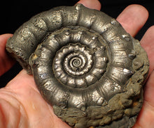 Load image into Gallery viewer, Huge spiny pyrite Eteoderoceras (Eoderoceras) ammonite fossil (91 mm)
