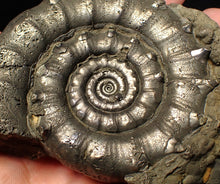 Load image into Gallery viewer, Huge spiny pyrite Eteoderoceras (Eoderoceras) ammonite fossil (91 mm)
