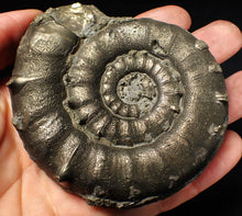 Load image into Gallery viewer, Huge chunky pyrite Eteoderoceras (Eoderoceras) ammonite fossil (90 mm)
