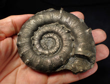 Load image into Gallery viewer, Huge chunky pyrite Eteoderoceras (Eoderoceras) ammonite fossil (90 mm)
