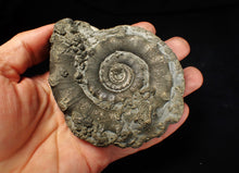 Load image into Gallery viewer, Huge chunky pyrite Eteoderoceras (Eoderoceras) ammonite fossil (100 mm)
