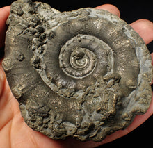Load image into Gallery viewer, Huge chunky pyrite Eteoderoceras (Eoderoceras) ammonite fossil (100 mm)
