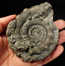 Load image into Gallery viewer, Huge chunky pyrite Eteoderoceras (Eoderoceras) ammonite fossil (100 mm)
