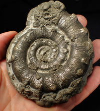 Load image into Gallery viewer, Huge chunky pyrite Eteoderoceras (Eoderoceras) ammonite fossil (100 mm)

