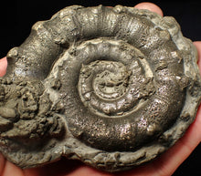Load image into Gallery viewer, Huge chunky pyrite Eteoderoceras (Eoderoceras) ammonite fossil (100 mm)

