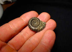 Crucilobiceras pyrite ammonite (26 mm)