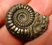 Load image into Gallery viewer, Crucilobiceras pyrite ammonite (26 mm)
