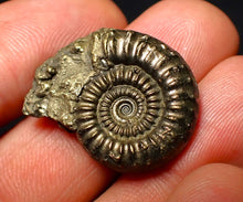 Load image into Gallery viewer, Crucilobiceras pyrite ammonite (26 mm)
