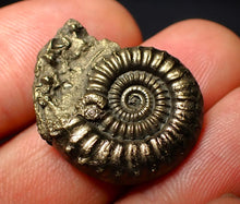 Load image into Gallery viewer, Crucilobiceras pyrite ammonite (26 mm)
