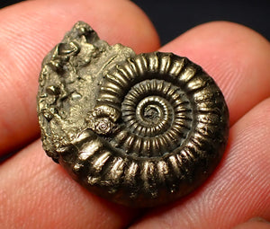 Crucilobiceras pyrite ammonite (26 mm)