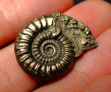 Load image into Gallery viewer, Crucilobiceras pyrite ammonite (26 mm)
