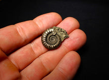 Load image into Gallery viewer, Crucilobiceras pyrite ammonite (26 mm)
