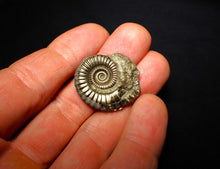 Load image into Gallery viewer, Crucilobiceras pyrite ammonite (28 mm)
