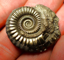 Load image into Gallery viewer, Crucilobiceras pyrite ammonite (28 mm)
