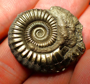 Crucilobiceras pyrite ammonite (28 mm)