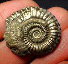 Load image into Gallery viewer, Crucilobiceras pyrite ammonite (28 mm)
