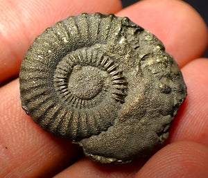 Crucilobiceras pyrite ammonite (28 mm)