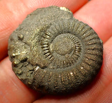 Load image into Gallery viewer, Crucilobiceras pyrite ammonite (28 mm)
