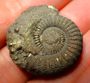 Crucilobiceras pyrite ammonite (28 mm)