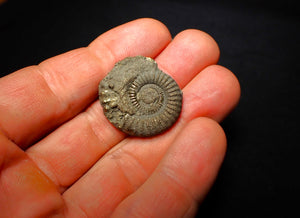 Crucilobiceras pyrite ammonite (28 mm)