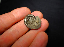 Load image into Gallery viewer, Crucilobiceras pyrite ammonite (25 mm)
