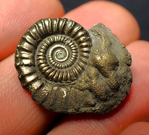 Crucilobiceras pyrite ammonite (25 mm)