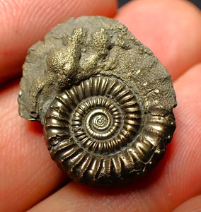 Crucilobiceras pyrite ammonite (25 mm)