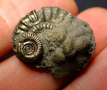 Load image into Gallery viewer, Crucilobiceras pyrite ammonite (25 mm)
