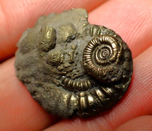 Load image into Gallery viewer, Crucilobiceras pyrite ammonite (25 mm)
