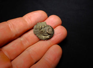 Crucilobiceras pyrite ammonite (25 mm)