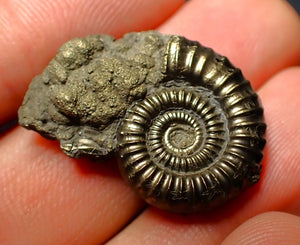 Crucilobiceras pyrite ammonite (26 mm)