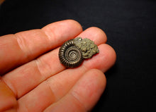 Load image into Gallery viewer, Crucilobiceras pyrite ammonite (26 mm)
