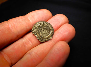 Crucilobiceras pyrite ammonite (22 mm)