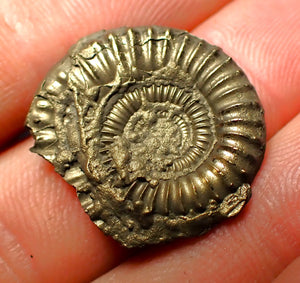 Crucilobiceras pyrite ammonite (22 mm)