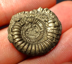 Crucilobiceras pyrite ammonite (22 mm)