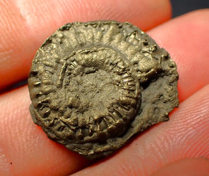 Crucilobiceras pyrite ammonite (22 mm)