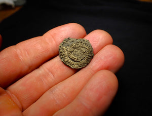 Crucilobiceras pyrite ammonite (22 mm)