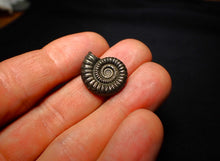 Load image into Gallery viewer, Crucilobiceras pyrite ammonite (20 mm)
