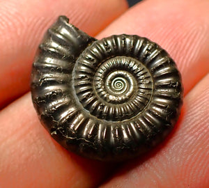 Crucilobiceras pyrite ammonite (20 mm)