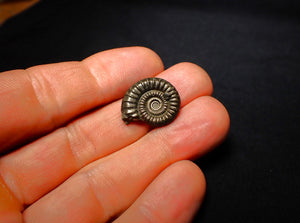Crucilobiceras pyrite ammonite (20 mm)