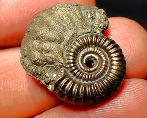 Crucilobiceras pyrite ammonite (25 mm)