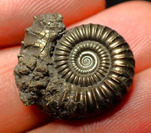 Load image into Gallery viewer, Crucilobiceras pyrite ammonite (21 mm)
