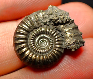 Crucilobiceras pyrite ammonite (21 mm)