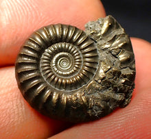 Load image into Gallery viewer, Crucilobiceras pyrite ammonite (21 mm)
