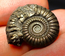 Load image into Gallery viewer, Crucilobiceras pyrite ammonite (21 mm)
