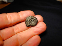 Load image into Gallery viewer, Crucilobiceras pyrite ammonite (21 mm)
