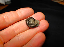 Load image into Gallery viewer, Crucilobiceras pyrite ammonite (21 mm)
