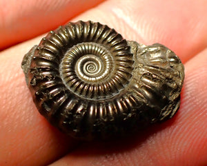 Crucilobiceras pyrite ammonite (21 mm)